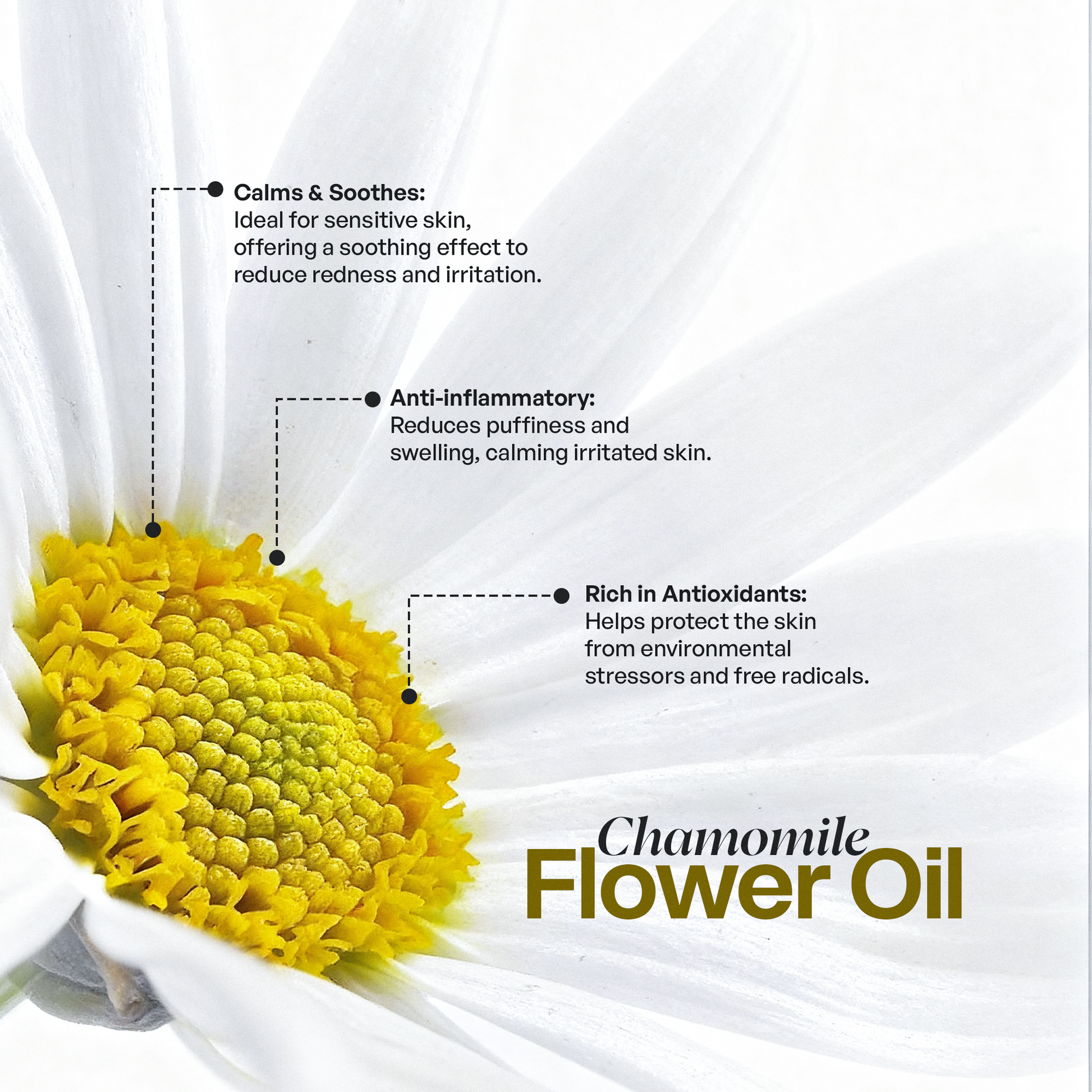 Chamomile flower with text Ingredient | Tallow Body Balm